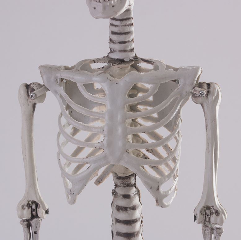 Halloween simulation skeleton human skeleton model skeleton props