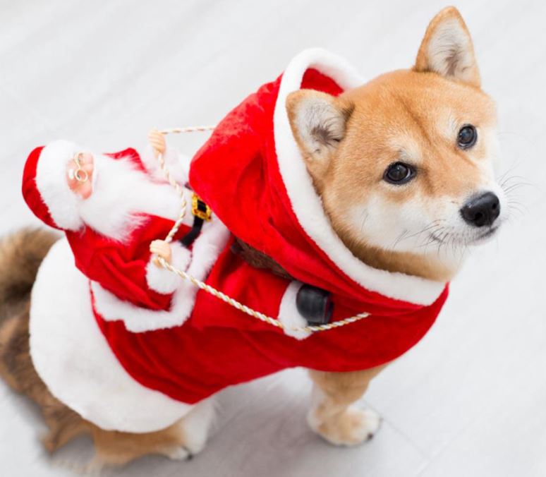 Pet Christmas costume