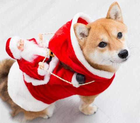 Pet Christmas costume